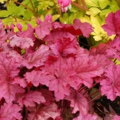 'Berry Smoothie' Coral Bells -Perennials Store Heuchera Berry Smoothie 3