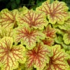 'Red Lightning' Coral Bells -Perennials Store Heuchera Red Lightning 1 P