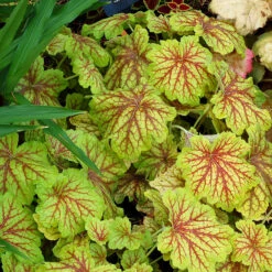 'Red Lightning' Coral Bells -Perennials Store Heuchera Red Lightning 3 P