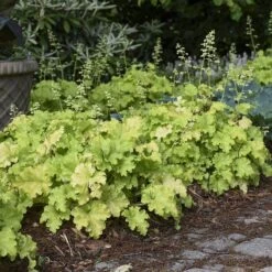 Dolce® 'Apple Twist' Coral Bells 8 Dolce® 'Apple Twist' Coral Bells -Perennials Store Heuchera Apple Twist 2 P sw