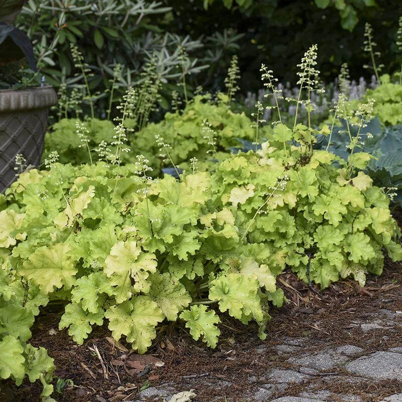 Dolce® 'Apple Twist' Coral Bells 4 Dolce® 'Apple Twist' Coral Bells - Image 2