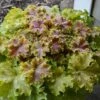 Dolce® 'Apple Twist' Coral Bells 1 Dolce® 'Apple Twist' Coral Bells -Perennials Store Heuchera Apple Twist 4 P sw