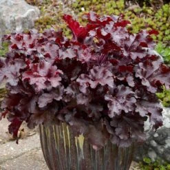 Dolce® 'Cherry Truffles' Coral Bells 10 Dolce® 'Cherry Truffles' Coral Bells -Perennials Store Heuchera Cherry Truffles 2 P sw