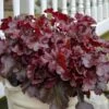 Dolce® 'Cherry Truffles' Coral Bells 2 Dolce® 'Cherry Truffles' Coral Bells -Perennials Store Heuchera Cherry Truffles 3 P sw