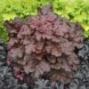 Primo® 'Mahogany Monster' Coral Bells -Perennials Store Heuchera Mahogany Monster