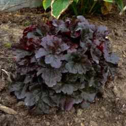 Primo® 'Mahogany Monster' Coral Bells 6 Primo® 'Mahogany Monster' Coral Bells -Perennials Store Heuchera Mahogany Monster 2 P