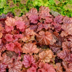 Perennials Store 12 Primo® 'Peachberry Ice' Coral Bells