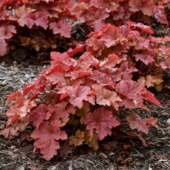 Perennials Store -Perennials Store Heuchera Peachberry Ice 2 P