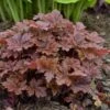 Fun And Games® 'Hopscotch' Foamy Bells 1 Fun And Games® 'Hopscotch' Foamy Bells -Perennials Store Heucherella Hopscotch 1 P sw