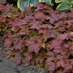 Fun And Games® 'Hopscotch' Foamy Bells -Perennials Store Heucherella Hopscotch 3 P sw