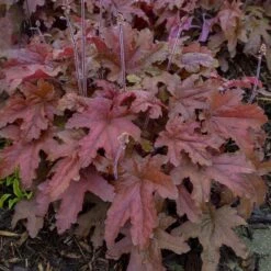 Fun And Games® 'Red Rover' Foamy Bells -Perennials Store Heucherella Red Rover 2 P sw