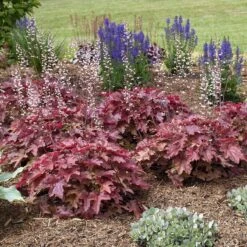 Fun And Games® 'Red Rover' Foamy Bells -Perennials Store Heucherella Red Rover 4 P sw