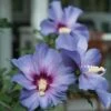 Azurri Blue Satin® Rose Of Sharon -Perennials Store Hibiscus Azurri Blue Satin 1 P 930d02fb 87da 45fa 91a2 b8ce638325a8 sw