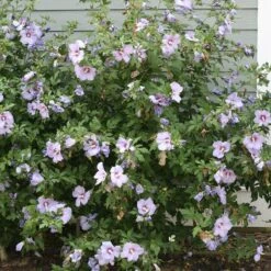 Azurri Blue Satin® Rose Of Sharon -Perennials Store Hibiscus Azurri Blue Satin 3 P 0606f6d2 6998 4f8a 9b0b 871820dea8a7 sw