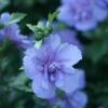 Blue Chiffon® Rose Of Sharon 2 Blue Chiffon® Rose Of Sharon -Perennials Store Hibiscus Blue Chiffon 1 P fc30eb0e cbc8 4236 b496 2223ee7cebe9 sw