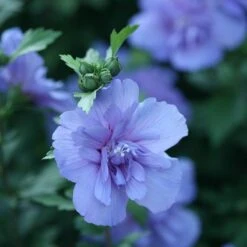 Blue Chiffon® Rose Of Sharon