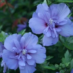 Blue Chiffon® Rose Of Sharon -Perennials Store Hibiscus Blue Chiffon 3 P 1894c01e 5a60 49a2 9add a39d29ea2741 sw