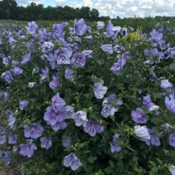 Blue Chiffon® Rose Of Sharon -Perennials Store Hibiscus Blue Chiffon 4 P 99a950d6 76a0 4bac bce5 2a964bca78bc sw