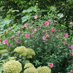 Lil' Kim® Red Rose Of Sharon -Perennials Store Hibiscus Lil Kim Red 4