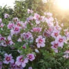 Orchid Satin® Rose Of Sharon 2 Orchid Satin® Rose Of Sharon -Perennials Store Hibiscus Orchid Satin 1