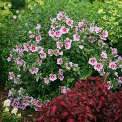 Orchid Satin® Rose Of Sharon -Perennials Store Hibiscus Orchid Satin 2