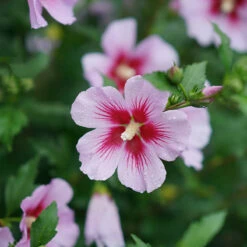 Orchid Satin® Rose Of Sharon -Perennials Store Hibiscus Orchid Satin 3