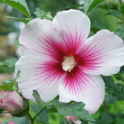 Paraplu Pink Ink® Rose Of Sharon -Perennials Store Hibiscus Paraplu Pink Ink 4