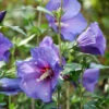 Paraplu Violet® Rose Of Sharon 1 Paraplu Violet® Rose Of Sharon -Perennials Store Hibiscus Paraplu Violet 1