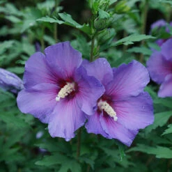 Paraplu Violet® Rose Of Sharon 8 Paraplu Violet® Rose Of Sharon -Perennials Store Hibiscus Paraplu Violet 3