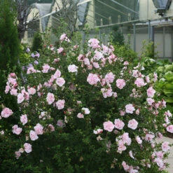 Pink Chiffon® Rose Of Sharon -Perennials Store Hibiscus Pink Chiffon 2 P