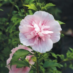 Pink Chiffon® Rose Of Sharon -Perennials Store Hibiscus Pink Chiffon 3 P