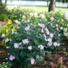 Pollypetite® Rose Of Sharon -Perennials Store Hibiscus Pollypetite 1 P