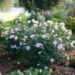 Pollypetite® Rose Of Sharon -Perennials Store Hibiscus Pollypetite 3 P