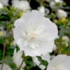 White Chiffon® Rose Of Sharon -Perennials Store Hibiscus White Chiffon 1 P