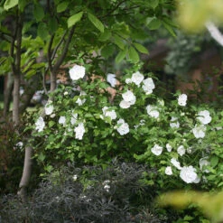 White Chiffon® Rose Of Sharon -Perennials Store Hibiscus White Chiffon 3 P
