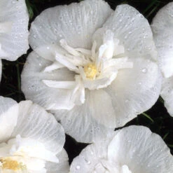 White Chiffon® Rose Of Sharon -Perennials Store Hibiscus White Chiffon 4 P