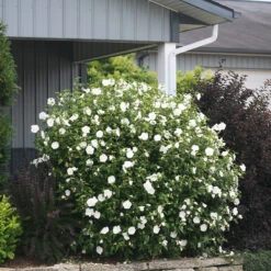 White Chiffon® Rose Of Sharon -Perennials Store Hibiscus White Chiffon 5 P