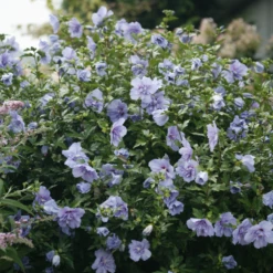 Blue Chiffon® Rose Of Sharon -Perennials Store HibiscusBlueChiffonIMG 9730 800x800 bf5b70e