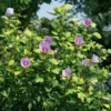 Paraplu Adorned™ Rose Of Sharon -Perennials Store HibiscusParapluAdornedDSC08483 1080x1080 2eaa370