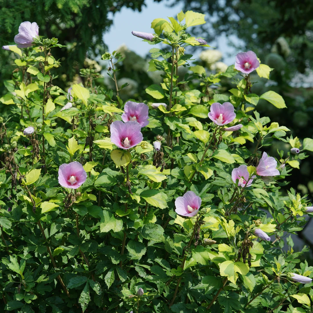 Paraplu Adorned™ Rose Of Sharon 3 Paraplu Adorned™ Rose Of Sharon