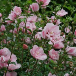 Pink Chiffon® Rose Of Sharon -Perennials Store HibiscusPinkChiffonDSC02042 800x800 76e0ba8