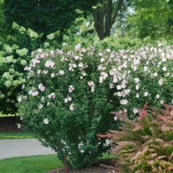 Pink Chiffon® Rose Of Sharon -Perennials Store HibiscusPinkChiffonDSC08280 800x800 e1172b5