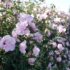 Pink Chiffon® Rose Of Sharon -Perennials Store HibiscusPinkChiffonP1094802 800x800 fb8634b