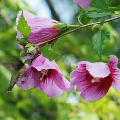 Purple Pillar® Rose Of Sharon 11 Purple Pillar® Rose Of Sharon -Perennials Store HibiscusPurplePillarDSC05014c 800x800 505c099