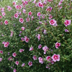 Purple Pillar® Rose Of Sharon 12 Purple Pillar® Rose Of Sharon -Perennials Store HibiscusPurplePillarP1239242 800x800 ef37e54