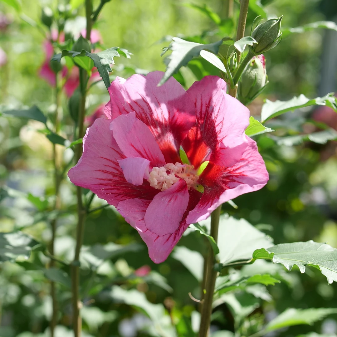 Red Pillar™ Rose Of Sharon 4 Red Pillar™ Rose Of Sharon - Image 2