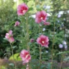Red Pillar™ Rose Of Sharon 2 Red Pillar™ Rose Of Sharon -Perennials Store HibiscusRedPillarP1228597 1080x1080 87f422a