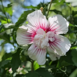 Starblast Chiffon™ Rose Of Sharon -Perennials Store HibiscusStarblastChiffonP1207168 1080x1080 117fe33