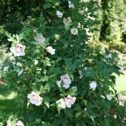 Starblast Chiffon™ Rose Of Sharon -Perennials Store HibiscusStarblastChiffonP1218090 1080x1080 5fa52ec
