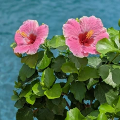 Hollywood Hibiscus™ America's Sweetheart™ Tropical Hibiscus 9 Hollywood Hibiscus™ America's Sweetheart™ Tropical Hibiscus -Perennials Store Hibiscusrosa sinensisHollywoodAmericasSweetheartPool4 800x800 827728e